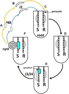 The Glycine max Conserved Oligomeric Golgi (COG) Complex Functions During a Defense Response to Heterodera glycines